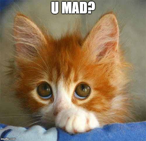 kitten puppy eyes | U MAD? | image tagged in kitten puppy eyes | made w/ Imgflip meme maker