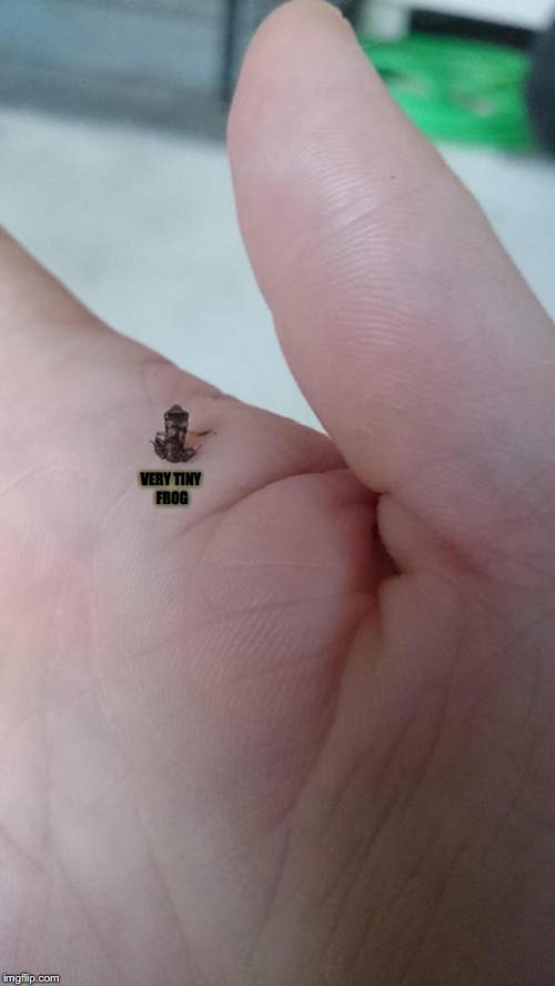 Very Tiny... | VERY TINY FROG | image tagged in frog,hand,tiny,micro,amphibian | made w/ Imgflip meme maker