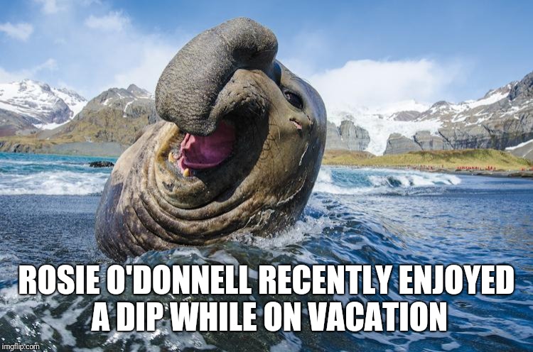 The needs some sunblock | ROSIE O'DONNELL RECENTLY ENJOYED A DIP WHILE ON VACATION | image tagged in rosie o'donnell,sea elephant,vacation | made w/ Imgflip meme maker