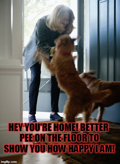 dog | HEY YOU'RE HOME! BETTER PEE ON THE FLOOR TO SHOW YOU HOW HAPPY I AM! | image tagged in dog | made w/ Imgflip meme maker