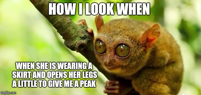 HOW I LOOK WHEN; WHEN SHE IS WEARING A SKIRT AND OPENS HER LEGS A LITTLE TO GIVE ME A PEAK | image tagged in the face you make when | made w/ Imgflip meme maker