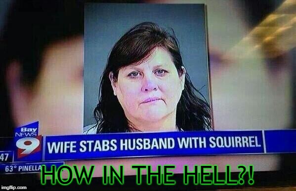 Well... this poor man's wife went NUTS | HOW IN THE HELL?! | image tagged in memes,news,wtf,doctordoomsday180,funny,animals | made w/ Imgflip meme maker