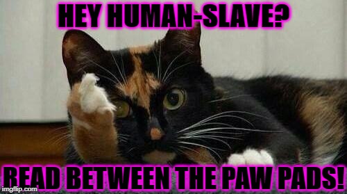 HEY HUMAN-SLAVE? READ BETWEEN THE PAW PADS! | image tagged in i give u the finger | made w/ Imgflip meme maker