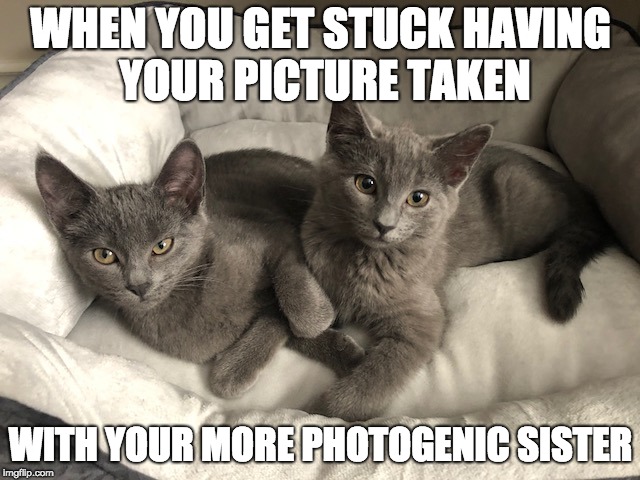 Sisters | WHEN YOU GET STUCK HAVING YOUR PICTURE TAKEN; WITH YOUR MORE PHOTOGENIC SISTER | image tagged in sisters,sister rivalry,cats,funny cats,grey cats,kittens | made w/ Imgflip meme maker