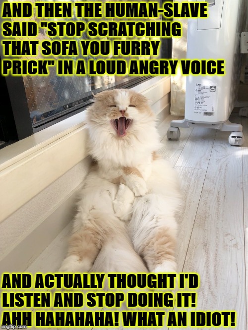 AND THEN THE HUMAN-SLAVE SAID "STOP SCRATCHING THAT SOFA YOU FURRY PRICK" IN A LOUD ANGRY VOICE; AND ACTUALLY THOUGHT I'D LISTEN AND STOP DOING IT! AHH HAHAHAHA! WHAT AN IDIOT! | image tagged in and then the human | made w/ Imgflip meme maker