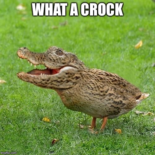 Crocoduck | WHAT A CROCK | image tagged in crocoduck | made w/ Imgflip meme maker