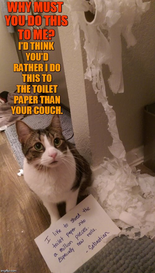 But...What Do You Mean? | WHY MUST YOU DO THIS TO ME? I'D THINK YOU'D RATHER I DO THIS TO THE TOILET PAPER THAN YOUR COUCH. | image tagged in memes,cat,shame,what do you mean,scratch,couch | made w/ Imgflip meme maker