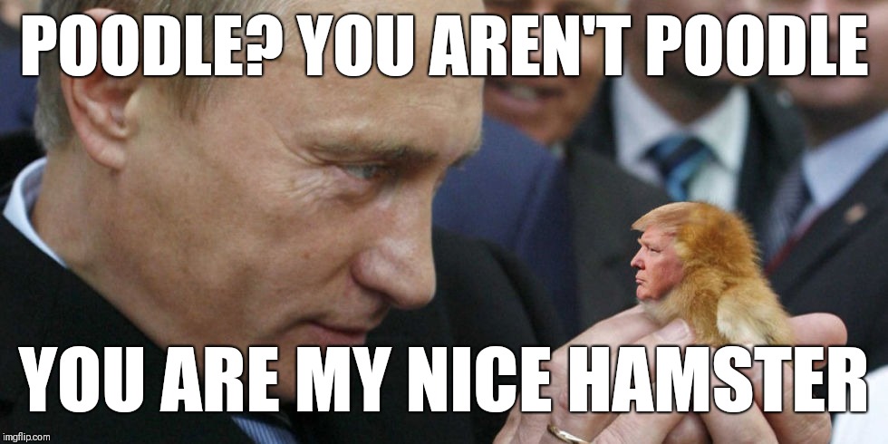 Vladimir Putin's true feelings about Donald Trump | POODLE? YOU AREN'T POODLE; YOU ARE MY NICE HAMSTER | image tagged in vladimir putin,trump,hamster | made w/ Imgflip meme maker