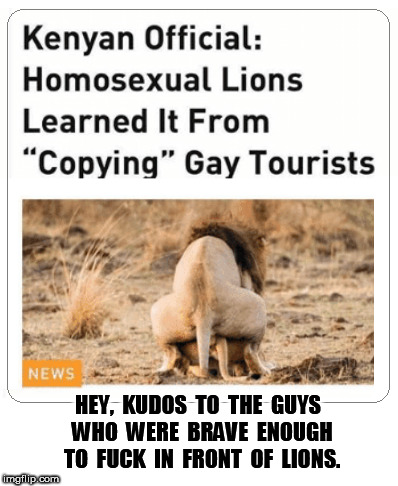 Gay Lions | HEY,  KUDOS  TO  THE  GUYS  WHO  WERE  BRAVE  ENOUGH  TO  FUCK  IN  FRONT  OF  LIONS. | image tagged in gay,lions,fuck | made w/ Imgflip meme maker