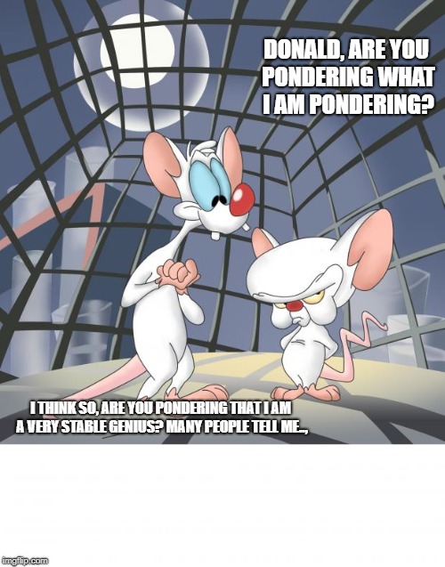 Pinky and the brain | DONALD, ARE YOU PONDERING WHAT I AM PONDERING? I THINK SO, ARE YOU PONDERING THAT I AM A VERY STABLE GENIUS? MANY PEOPLE TELL ME.., | image tagged in pinky and the brain | made w/ Imgflip meme maker