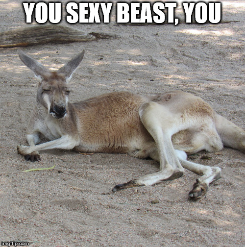 Seductive Kangaroo | YOU SEXY BEAST, YOU | image tagged in suave kangaroo,kangaroo,animal meme,funny | made w/ Imgflip meme maker