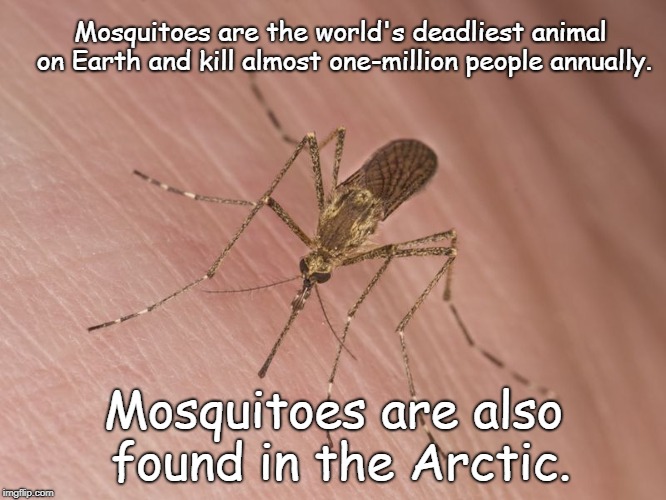 Trivia: did you know... | Mosquitoes are the world's deadliest animal on Earth and kill almost one-million people annually. Mosquitoes are also found in the Arctic. | image tagged in deadliest animal | made w/ Imgflip meme maker