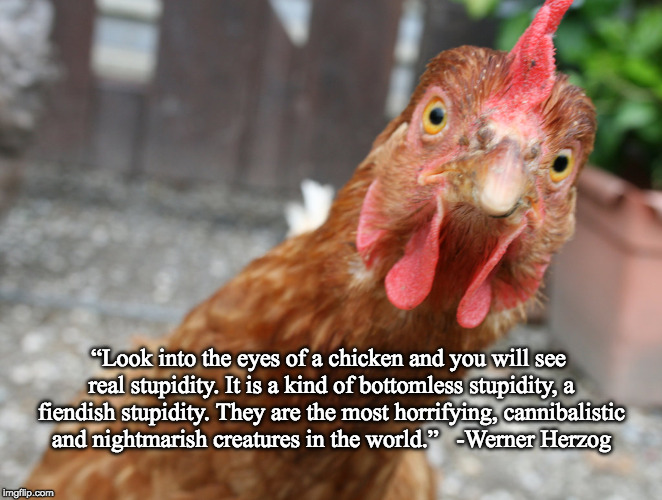 Herzog Chicken | “Look into the eyes of a chicken and you will see real stupidity. It is a kind of bottomless stupidity, a fiendish stupidity. They are the most horrifying, cannibalistic and nightmarish creatures in the world.” 

-Werner Herzog | image tagged in chicken | made w/ Imgflip meme maker