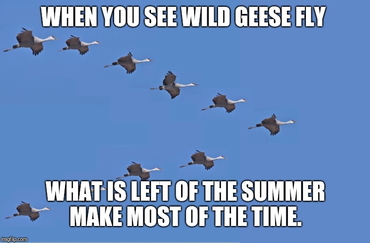 Time flies  | WHEN YOU SEE WILD GEESE FLY; WHAT IS LEFT OF THE SUMMER MAKE MOST OF THE TIME. | image tagged in geese,summer time | made w/ Imgflip meme maker