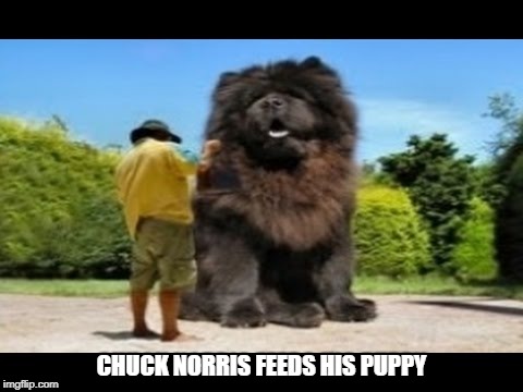 Chuck Norris feeds his puppy | CHUCK NORRIS FEEDS HIS PUPPY | image tagged in norris,puppy,friday | made w/ Imgflip meme maker