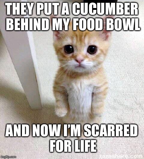 Cute Cat Meme | THEY PUT A CUCUMBER BEHIND MY FOOD BOWL AND NOW I’M SCARRED FOR LIFE | image tagged in memes,cute cat | made w/ Imgflip meme maker