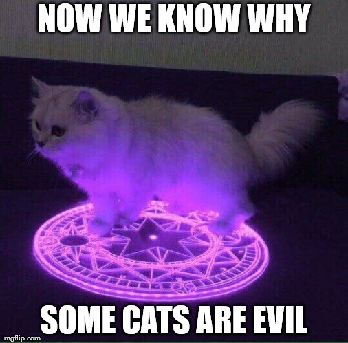 NOW WE KNOW WHY; SOME CATS ARE EVIL | made w/ Imgflip meme maker