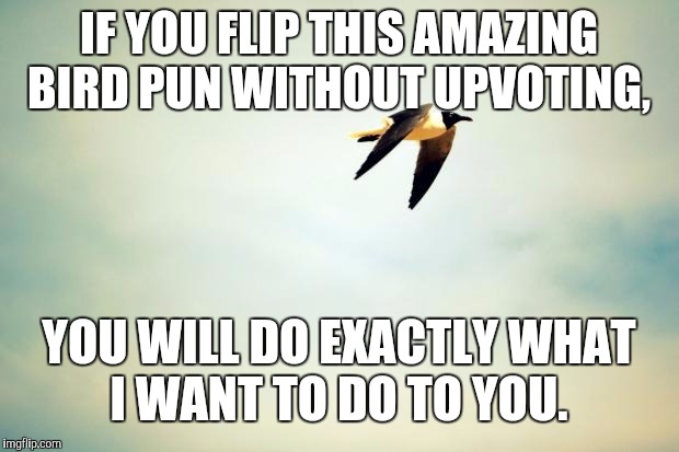 A pun for only the highest IQs... 
Do you get it?... | IF YOU FLIP THIS AMAZING BIRD PUN WITHOUT UPVOTING, YOU WILL DO EXACTLY WHAT I WANT TO DO TO YOU. | image tagged in birds,pun,flip the bird | made w/ Imgflip meme maker