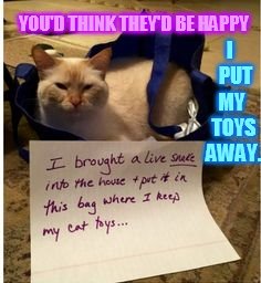 Is This Really Necessary? | I   PUT MY  TOYS AWAY. YOU'D THINK THEY'D BE HAPPY | image tagged in memes,cat,cleaning,up,toys,snake | made w/ Imgflip meme maker