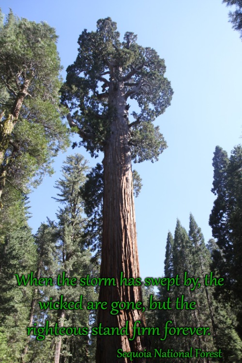 Proverbs 10:25 When the Storm is Gone the Righteous Stand Strong Sequoia Tree | When the storm has swept by, the; wicked are gone, but the; righteous stand firm forever. Sequoia National Forest | image tagged in bible,holy bible,holy spirit,bible verse,verse,god | made w/ Imgflip meme maker