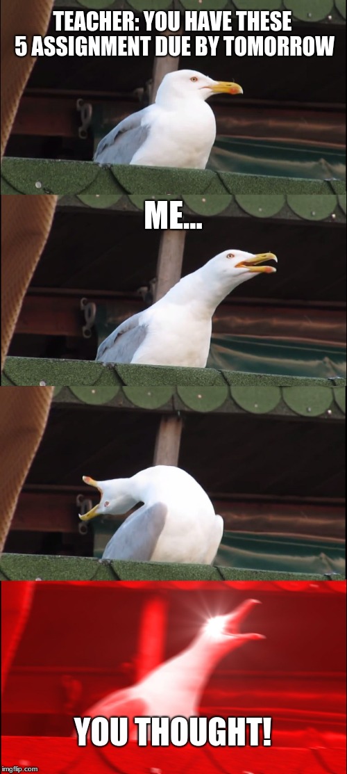 Inhaling Seagull | TEACHER: YOU HAVE THESE 5 ASSIGNMENT DUE BY TOMORROW; ME... YOU THOUGHT! | image tagged in memes,inhaling seagull | made w/ Imgflip meme maker