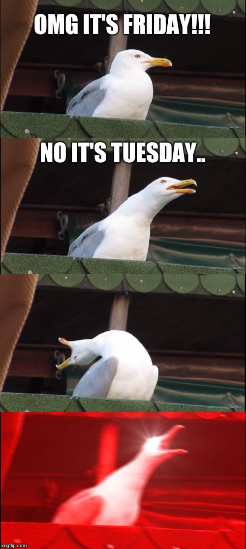 Inhaling Seagull Meme | OMG IT'S FRIDAY!!! NO IT'S TUESDAY.. | image tagged in memes,inhaling seagull | made w/ Imgflip meme maker