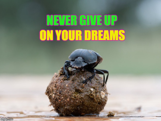 dream big | NEVER GIVE UP; ON YOUR DREAMS | image tagged in funny,memes | made w/ Imgflip meme maker