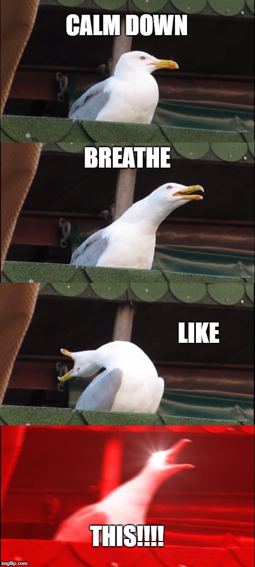 Inhaling Seagull | CALM DOWN; BREATHE; LIKE; THIS!!!! | image tagged in memes,inhaling seagull | made w/ Imgflip meme maker