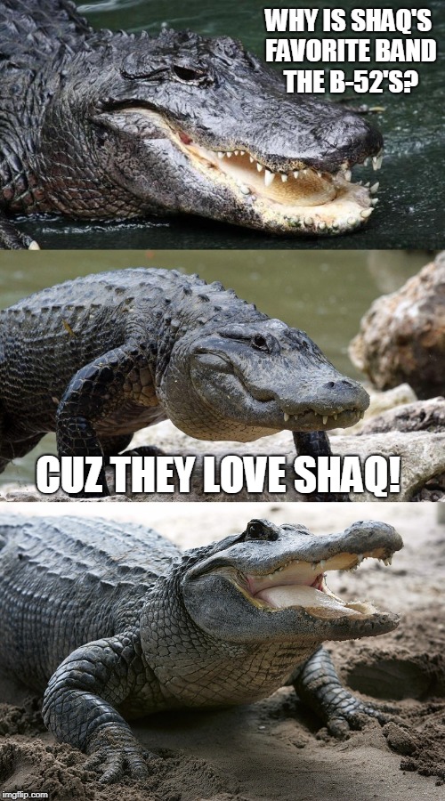 BANG BANG!!!!!!!!!! | WHY IS SHAQ'S FAVORITE BAND THE B-52'S? CUZ THEY LOVE SHAQ! | image tagged in bad pun alligator,music,shaq,bands | made w/ Imgflip meme maker