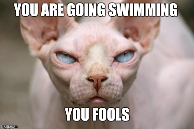 Evil Cat | YOU ARE GOING SWIMMING YOU FOOLS | image tagged in evil cat | made w/ Imgflip meme maker