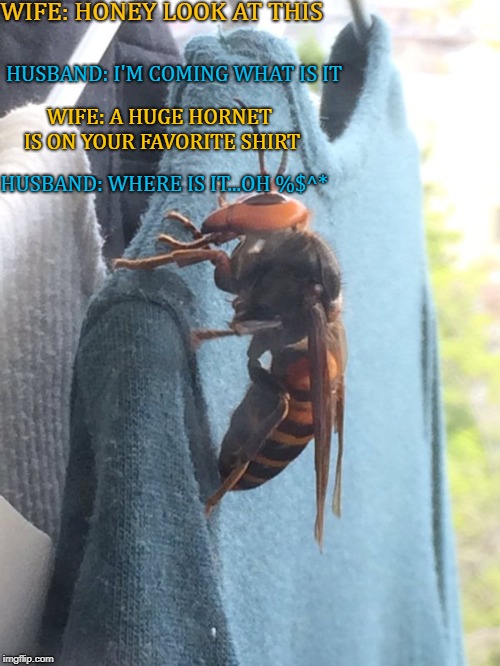 hornet disaster | WIFE: HONEY LOOK AT THIS; HUSBAND: I'M COMING WHAT IS IT; WIFE: A HUGE HORNET IS ON YOUR FAVORITE SHIRT; HUSBAND: WHERE IS IT...OH %$^* | image tagged in hornet,funny | made w/ Imgflip meme maker