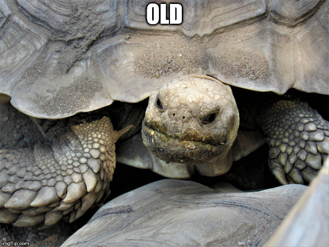 grumpy tortoise | OLD | image tagged in grumpy tortoise | made w/ Imgflip meme maker