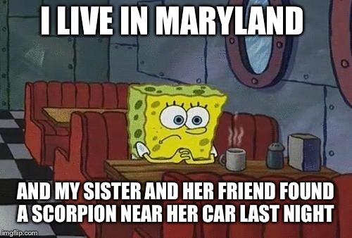 How’s your weekend going? | I LIVE IN MARYLAND; AND MY SISTER AND HER FRIEND FOUND A SCORPION NEAR HER CAR LAST NIGHT | image tagged in spongebob coffee | made w/ Imgflip meme maker