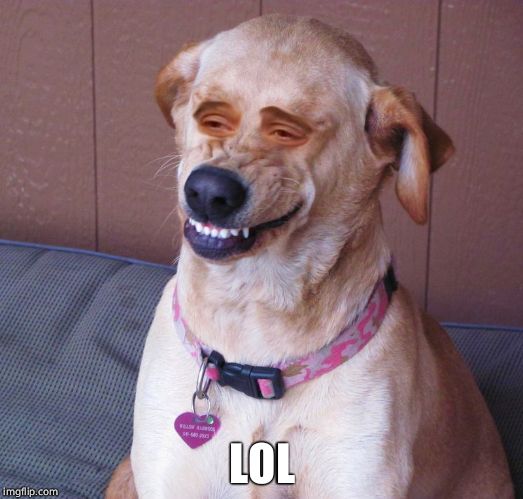 Dog smile | LOL | image tagged in dog smile | made w/ Imgflip meme maker
