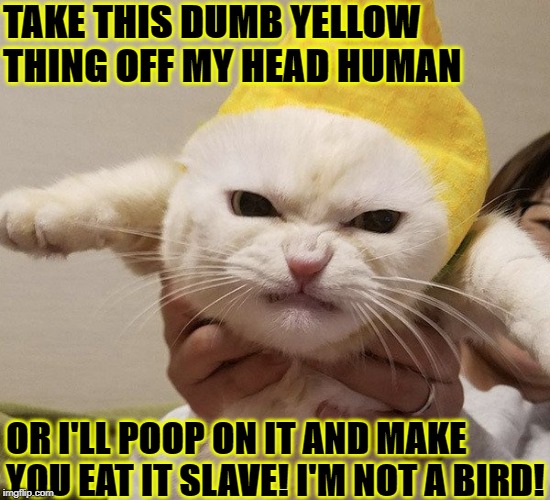 TAKE THIS DUMB YELLOW THING OFF MY HEAD HUMAN; OR I'LL POOP ON IT AND MAKE YOU EAT IT SLAVE! I'M NOT A BIRD! | image tagged in take this off | made w/ Imgflip meme maker