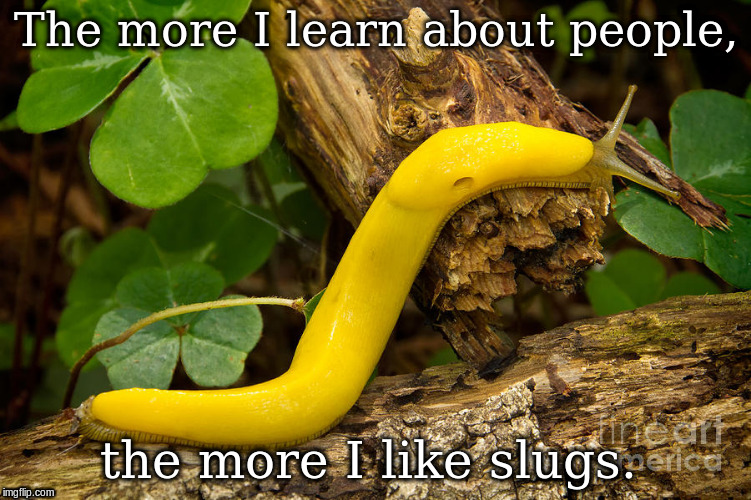 Banana Slug | The more I learn about people, the more I like slugs. | image tagged in banana slug | made w/ Imgflip meme maker