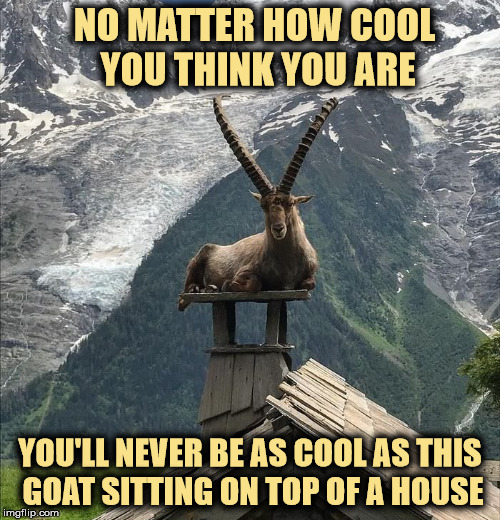The height of coolness | NO MATTER HOW COOL YOU THINK YOU ARE; YOU'LL NEVER BE AS COOL AS THIS GOAT SITTING ON TOP OF A HOUSE | image tagged in goat,being cool,house | made w/ Imgflip meme maker