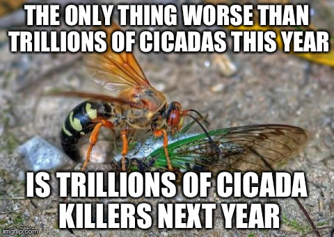 image tagged in cicada killer | made w/ Imgflip meme maker