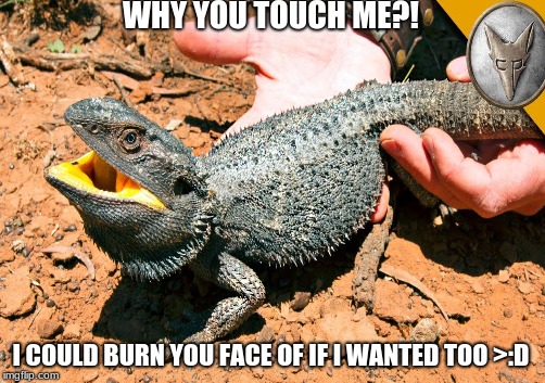 rawr! | WHY YOU TOUCH ME?! I COULD BURN YOU FACE OF IF I WANTED TOO >:D | image tagged in burn,rosted,bearded dragon,burning meme | made w/ Imgflip meme maker