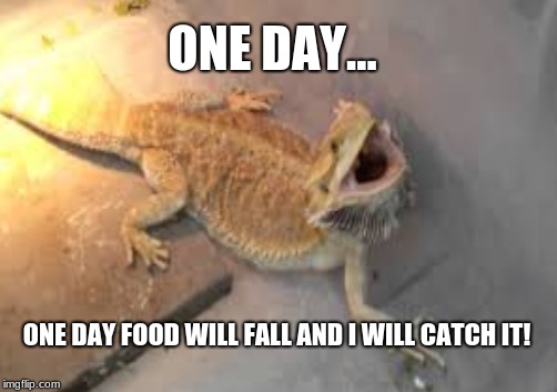 one day... | ONE DAY... ONE DAY FOOD WILL FALL AND I WILL CATCH IT! | image tagged in food,meme,bearded dragon | made w/ Imgflip meme maker