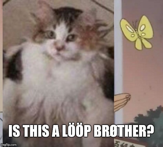 Is this a lööp? | IS THIS A LÖÖP BRØTHER? | image tagged in memes,cats,loop,brother | made w/ Imgflip meme maker