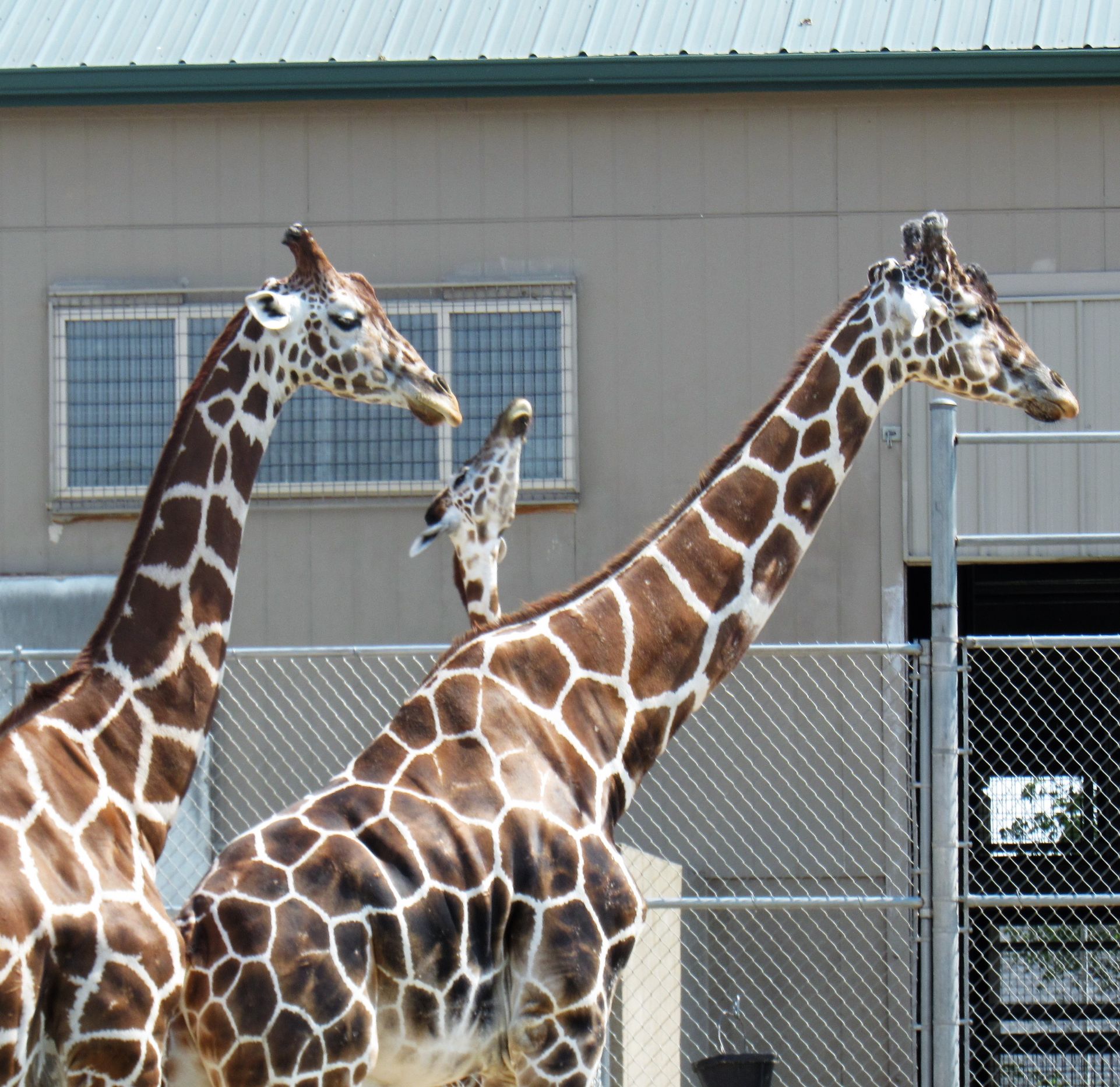 baby giraffe photobomb Blank Meme Template