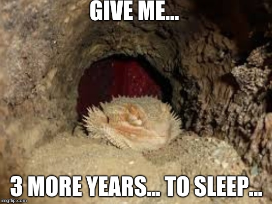 hit the snooze button... | GIVE ME... 3 MORE YEARS... TO SLEEP... | image tagged in sleep,memes,3 years,bearded dragon sleep time | made w/ Imgflip meme maker