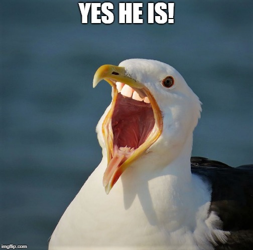 YES HE IS! | image tagged in laughing | made w/ Imgflip meme maker