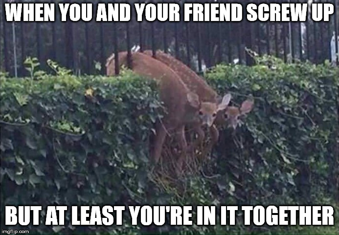 This is true friendship | WHEN YOU AND YOUR FRIEND SCREW UP; BUT AT LEAST YOU'RE IN IT TOGETHER | image tagged in screwed | made w/ Imgflip meme maker