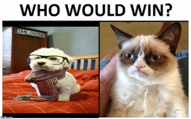 image tagged in grumpy cat,intelligent dog | made w/ Imgflip meme maker