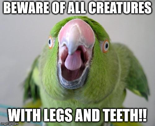 Parrot | BEWARE OF ALL CREATURES WITH LEGS AND TEETH!! | image tagged in parrot | made w/ Imgflip meme maker