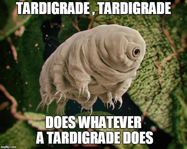 TARDIGRADE , TARDIGRADE; DOES WHATEVER A TARDIGRADE DOES | image tagged in science | made w/ Imgflip meme maker
