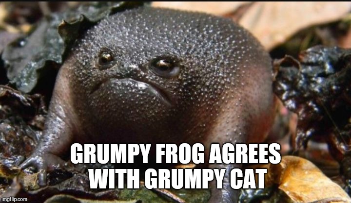Grumpy Frog | GRUMPY FROG AGREES WITH GRUMPY CAT | image tagged in grumpy frog | made w/ Imgflip meme maker
