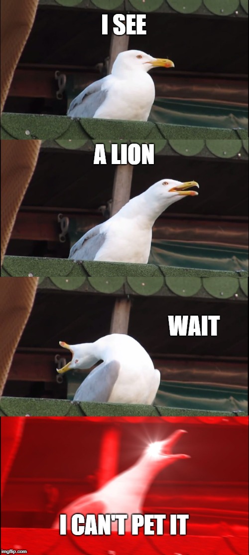 Inhaling Seagull | I SEE; A LION; WAIT; I CAN'T PET IT | image tagged in memes,inhaling seagull | made w/ Imgflip meme maker